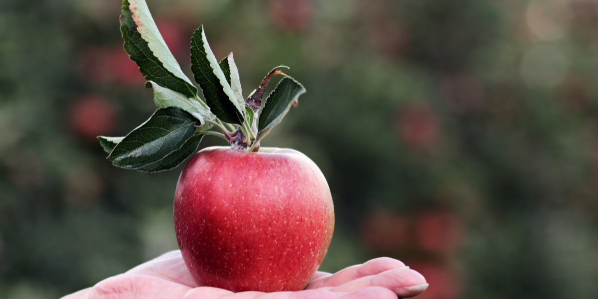 apple in hand